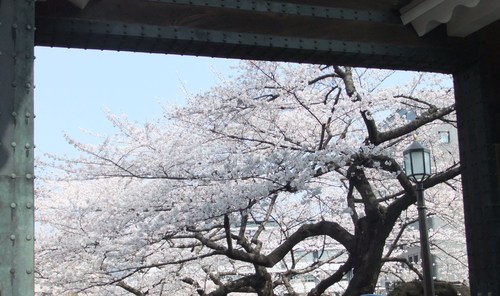 花のお江戸の....お花見1...(靖国&千鳥が淵)_b0137932_11442571.jpg