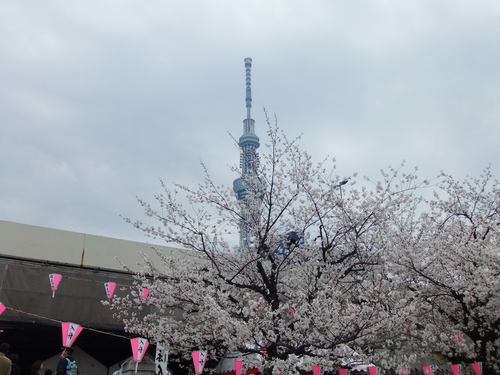 花のお江戸の...お花見2(墨田川)_b0137932_13572460.jpg