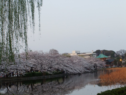 花のお江戸の....お花見3(上野公園)_b0137932_17225337.jpg