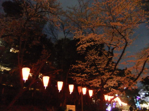 花のお江戸の....お花見3(上野公園)_b0137932_1732356.jpg