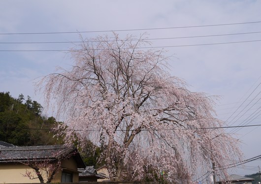 しだれ桜_a0228333_18181298.jpg