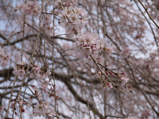 しだれ桜_a0228333_18192950.jpg