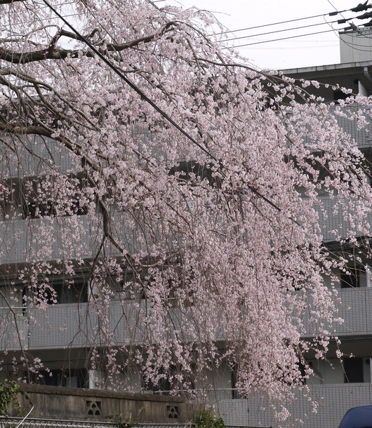 しだれ桜_a0228333_1819455.jpg