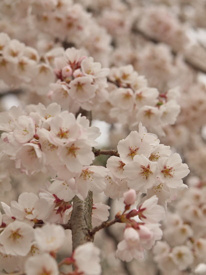 桜便り2013～平野神社～_e0080133_13231669.jpg