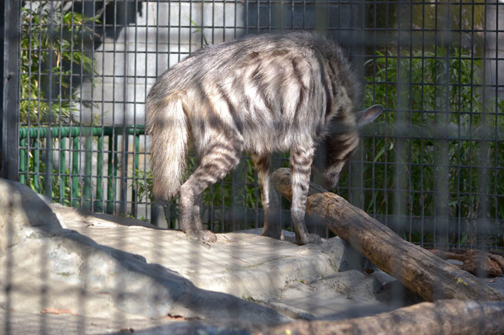 実はかわいい ハイエナです 今日ものんびり動物園