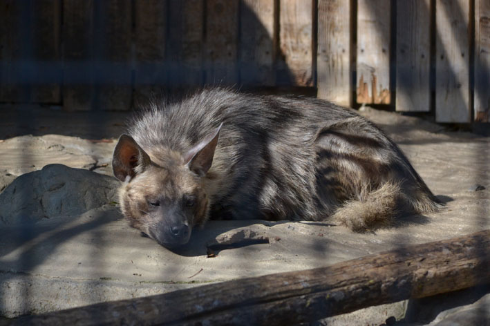 実はかわいい ハイエナです 今日ものんびり動物園