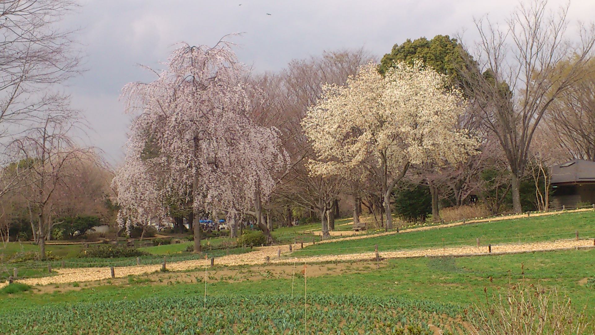 【130323】お花見報告　～ちょっとまだ早かったけどね～_c0108034_18241662.jpg