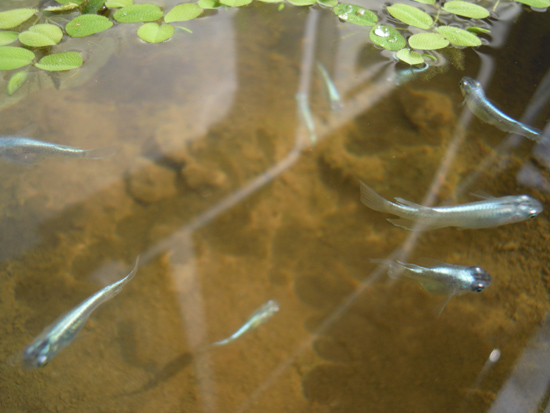 越冬後の青幹之幼魚と親魚_e0097534_16355977.jpg