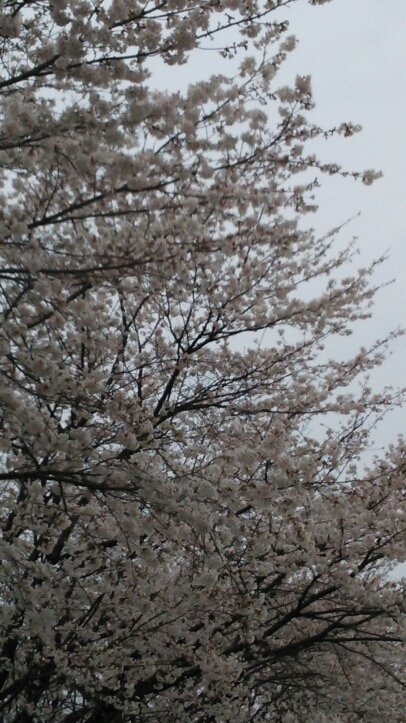 a0244835_21335579.jpg