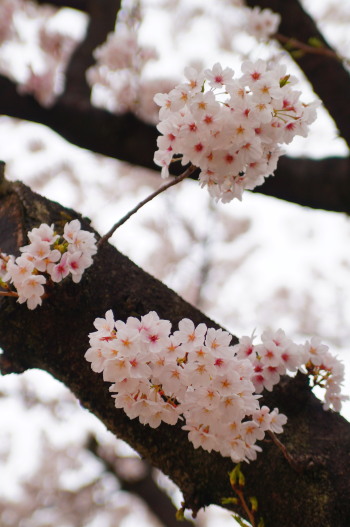 たまプラーザ駅前の桜並木 My Selection たまプラーザ駅前の桜並木 My Selection