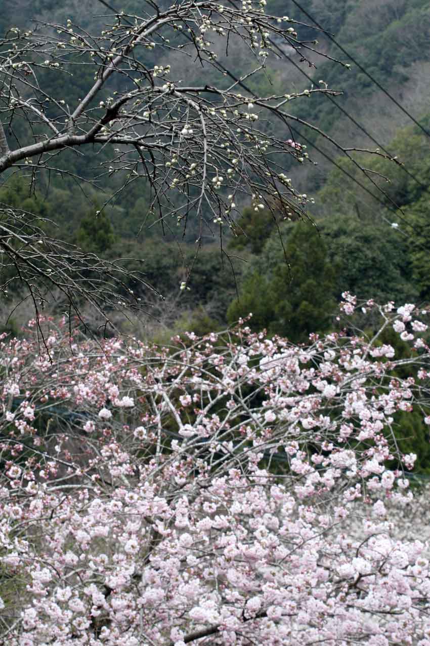 桜の花見♪_d0058941_2039886.jpg