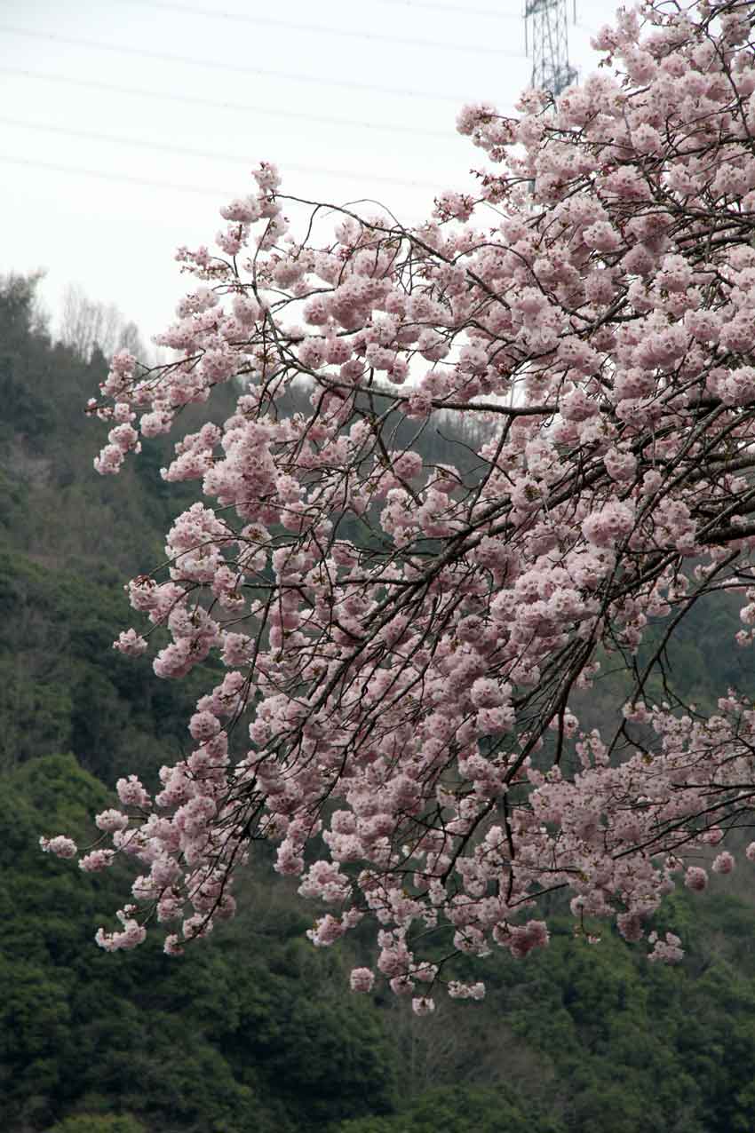 桜の花見♪_d0058941_20453578.jpg