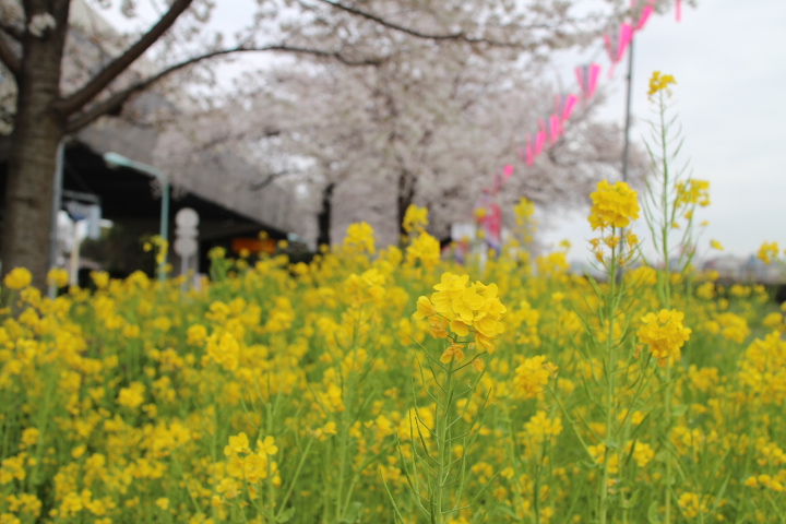 ２０１３年の桜_a0289642_18412489.jpg