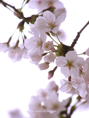 憂い桜_c0096542_17171050.jpg