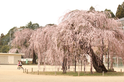 孝子桜（こうしざくら）～淡墨桜（うすずみざくら）_e0227942_239328.jpg