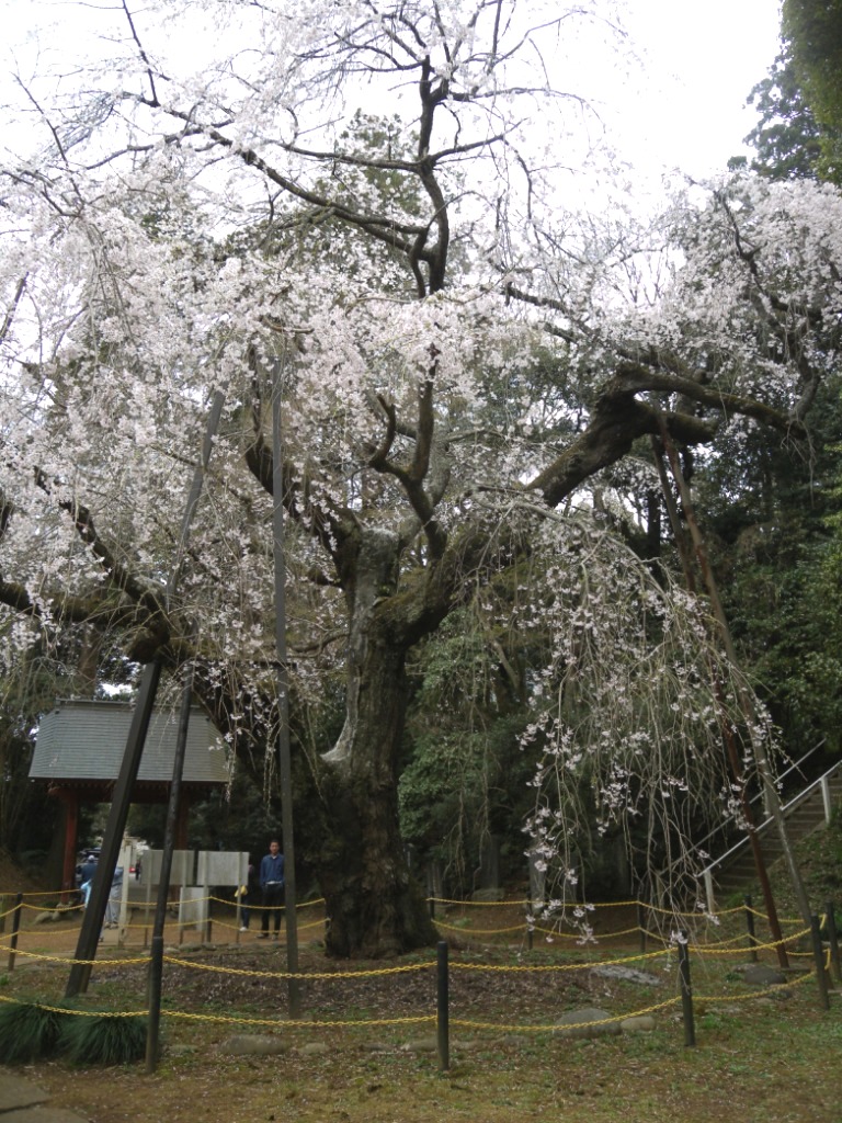 佐倉市方面へお花見_e0216346_23472887.jpg