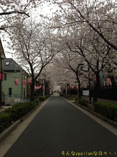 今日の桜2013.3.24_a0030748_2295250.jpg