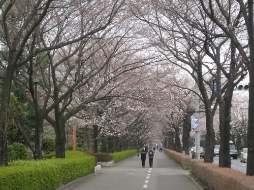 団地近くの運動公園桜の撮ってきました_b0115553_11205232.jpg