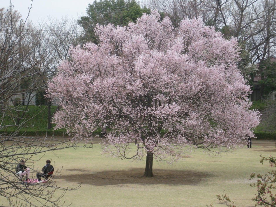 団地近くの運動公園桜の撮ってきました_b0115553_1125319.jpg
