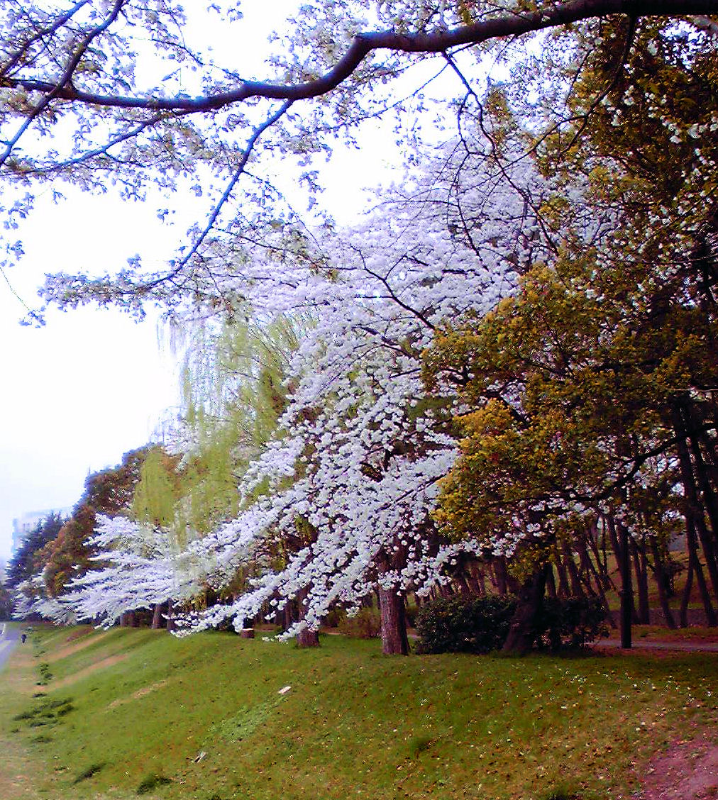 c0050857_14105256.jpg