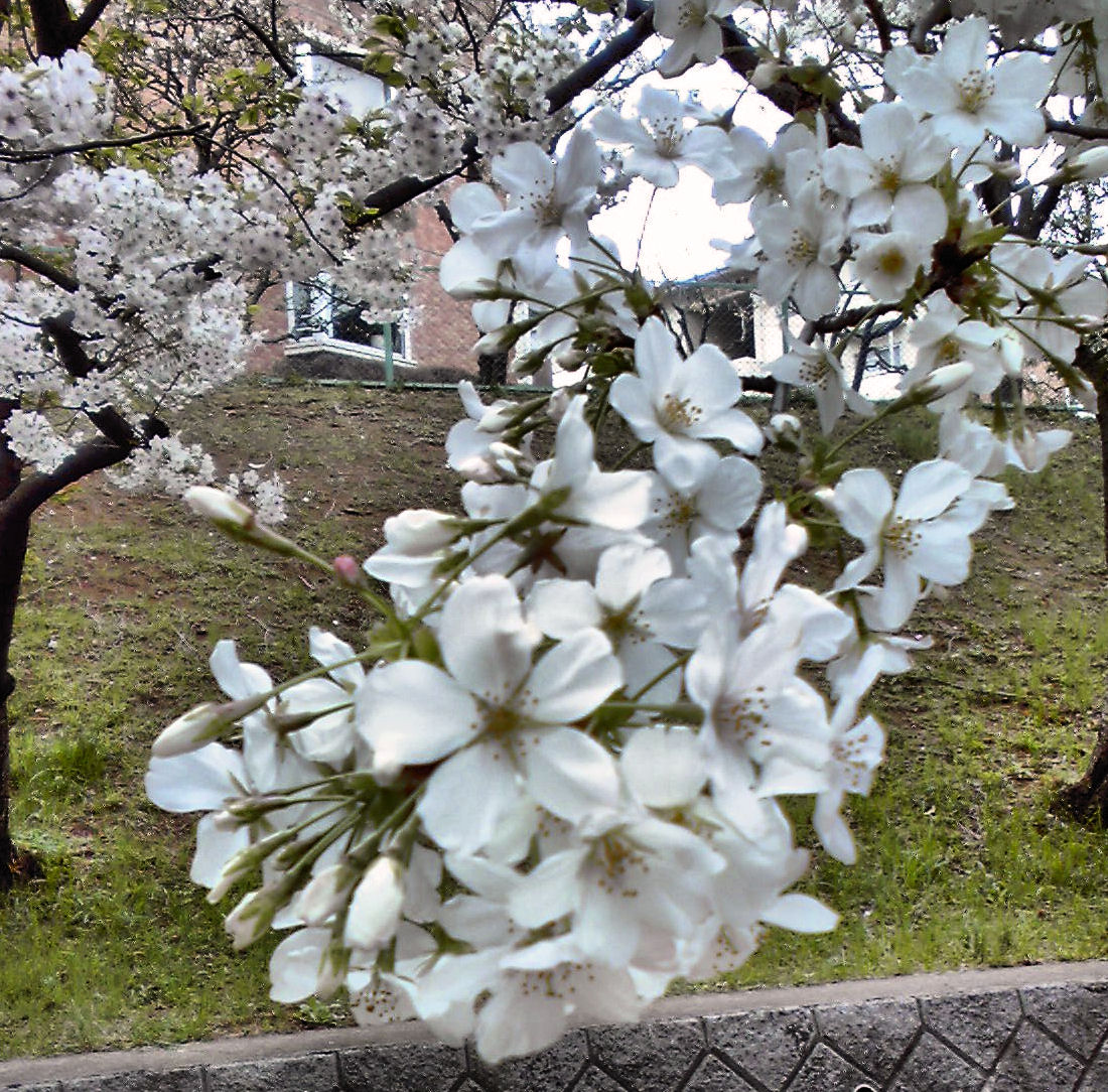 c0050857_14121652.jpg