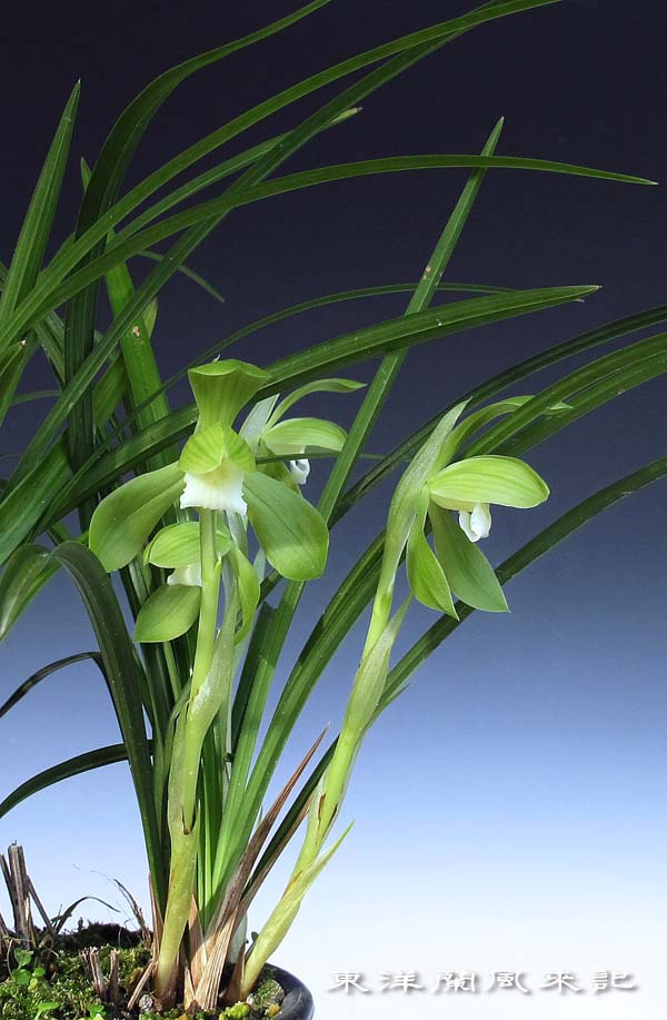 中国春蘭 『大富貴』3株セット23本 春蘭 寒蘭 中国蘭 蘭遊園