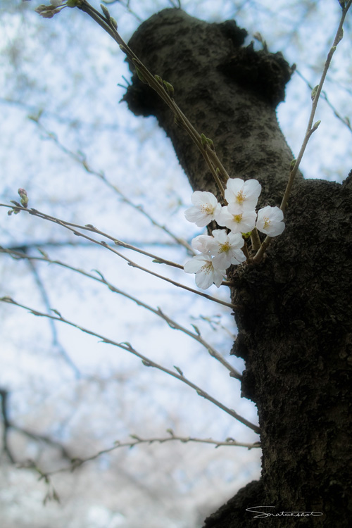 sakura 2013#3_d0122257_16245925.jpg