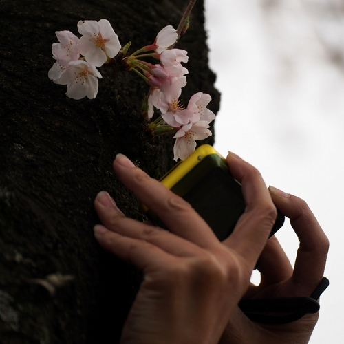 おおづ桜祭り_b0123359_911347.jpg