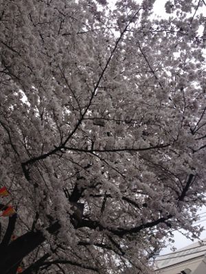 お花見(o^^o)_c0151965_14361626.jpg