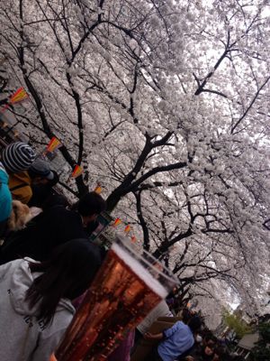 お花見(o^^o)_c0151965_14361924.jpg