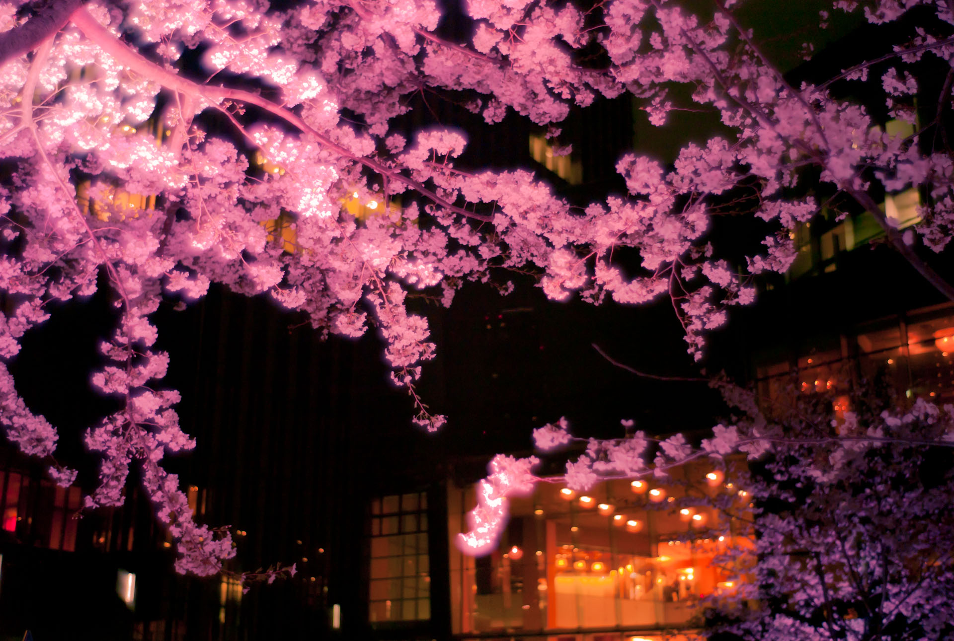 ミッドタウン 六本木 夜桜 Kozalog 風景観察感 ミッドタウン 六本木 夜桜 Kozalog 風景観察感