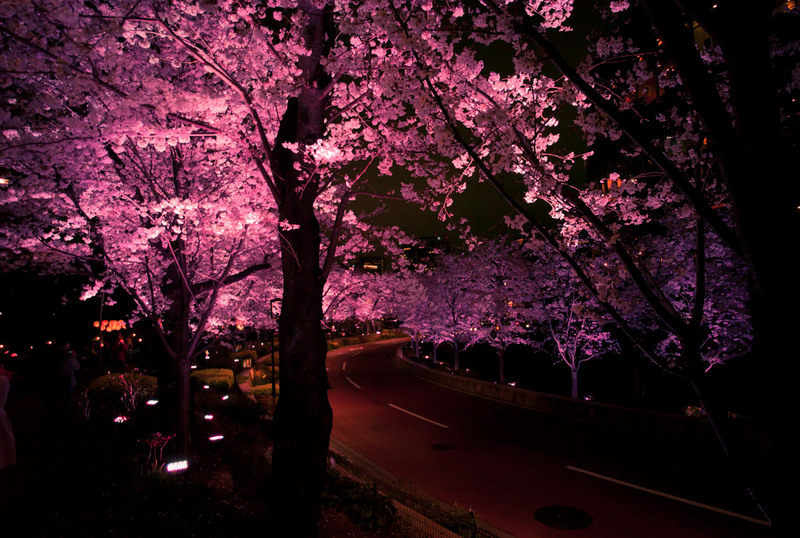 完了しました 夜桜 イラスト 綺麗 イラスト画像検索エンジン