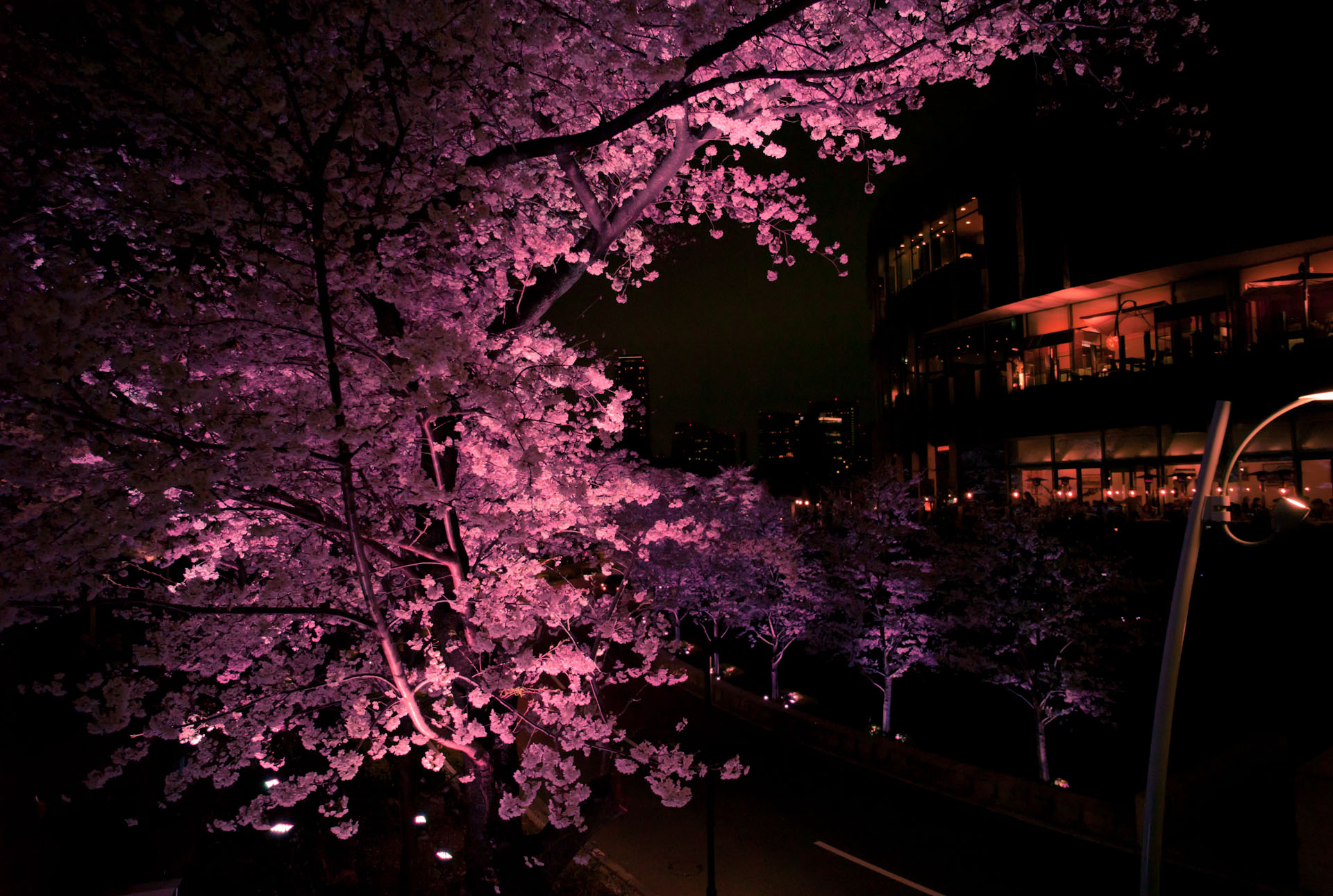 ミッドタウン 六本木 夜桜 Kozalog 風景観察感 ミッドタウン 六本木 夜桜 Kozalog 風景観察感