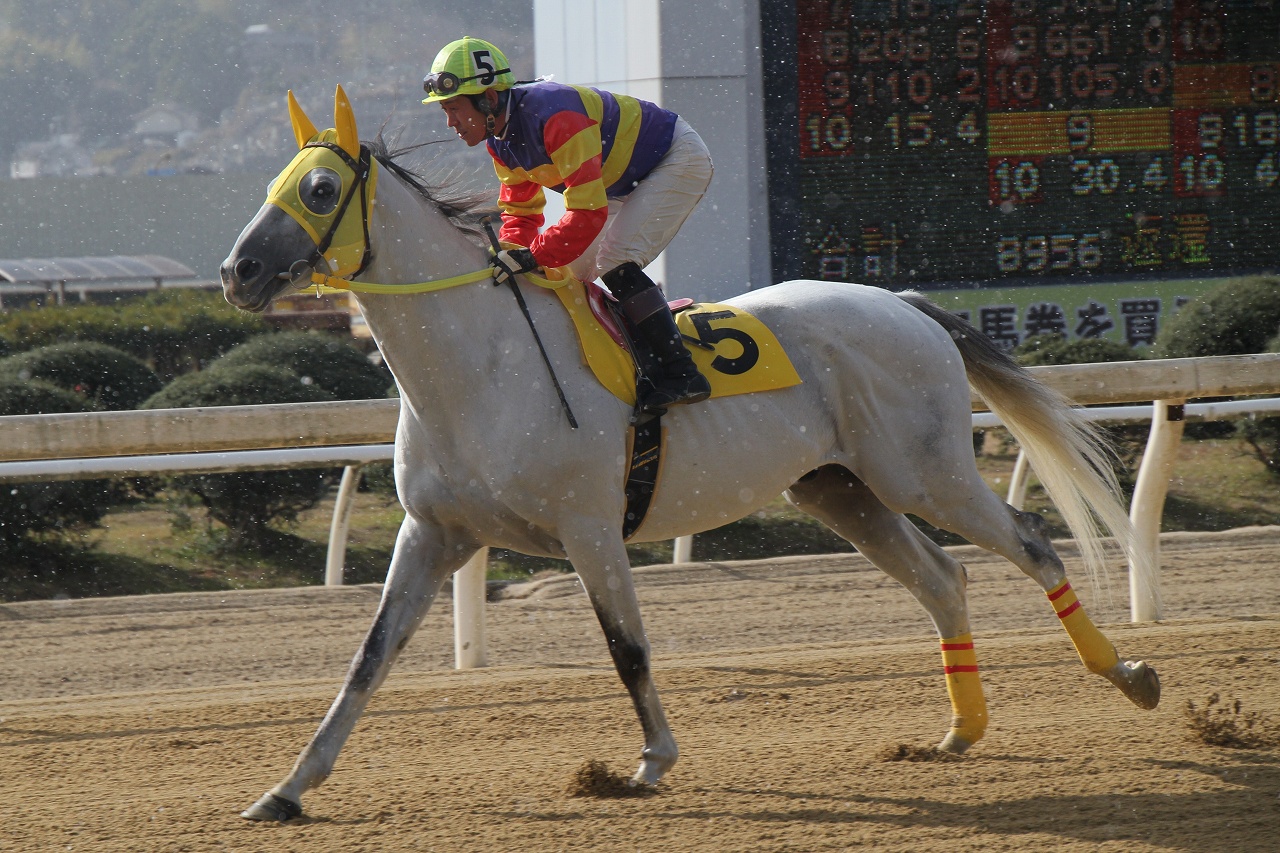 日本最後のアングロアラブの競走馬 アヒル 鴨 の休日 日本最後のアングロアラブの競走馬 アヒル 鴨 の休日