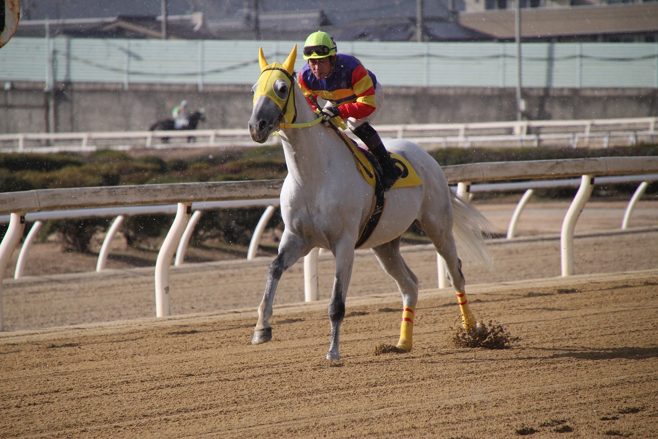 日本最後のアングロアラブの競走馬 アヒル 鴨 の休日 日本最後のアングロアラブの競走馬 アヒル 鴨 の休日