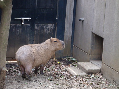 アサちゃんの「おうち帰りたい」_f0253769_21144178.jpg