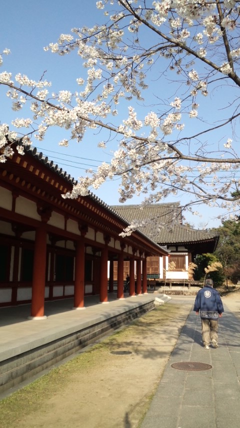 玄奘三蔵院の桜〜♪_c0238971_8142573.jpg