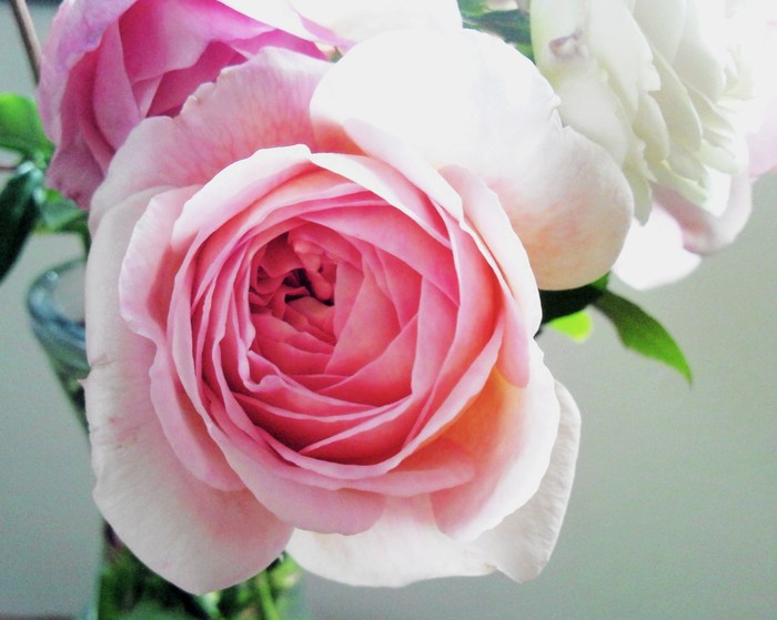 ピンクのバラが好き ｊｕｄｅの庭と薔薇のカヲリ