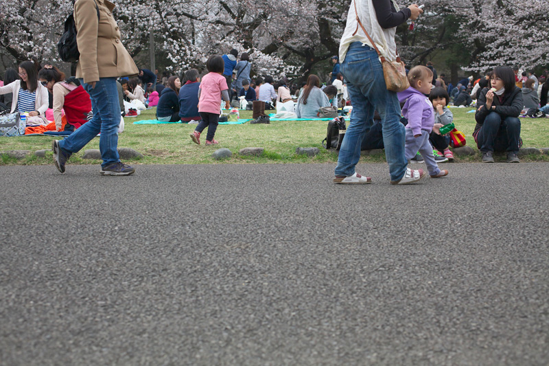 慌てて花見に・小金井公園 2013年3月23日_d0123571_23111648.jpg