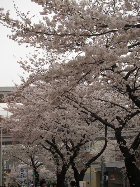 2013 桜_a0116772_22105682.jpg