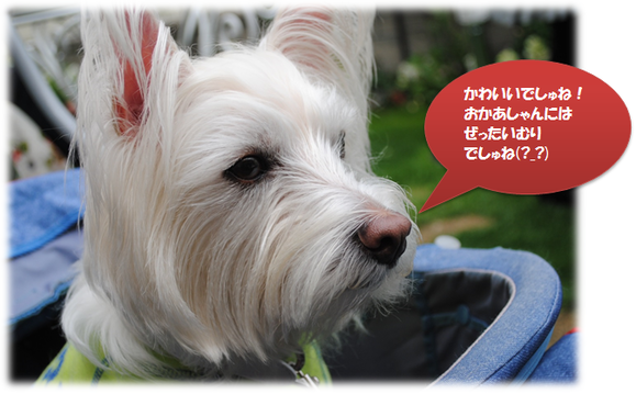 b0242873_21585783.png