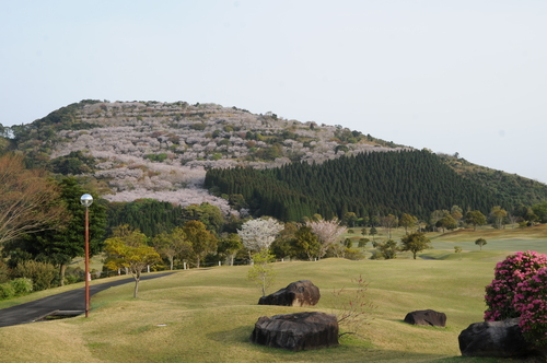 桜　花立公園　日南市北郷町　１３年３月　００２_a0043276_4474471.jpg