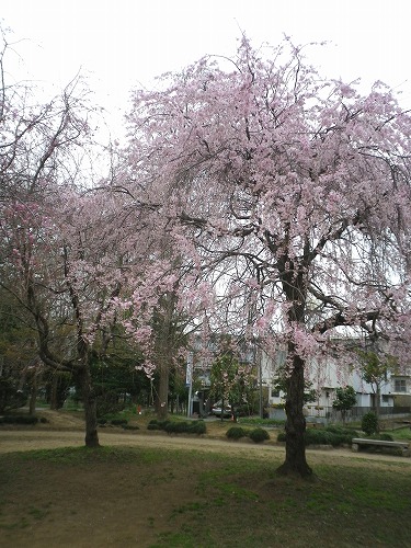  桜_d0272876_1540412.jpg