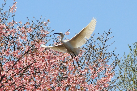 桜の枝に白鷺が乗った！_f0263476_1142818.jpg