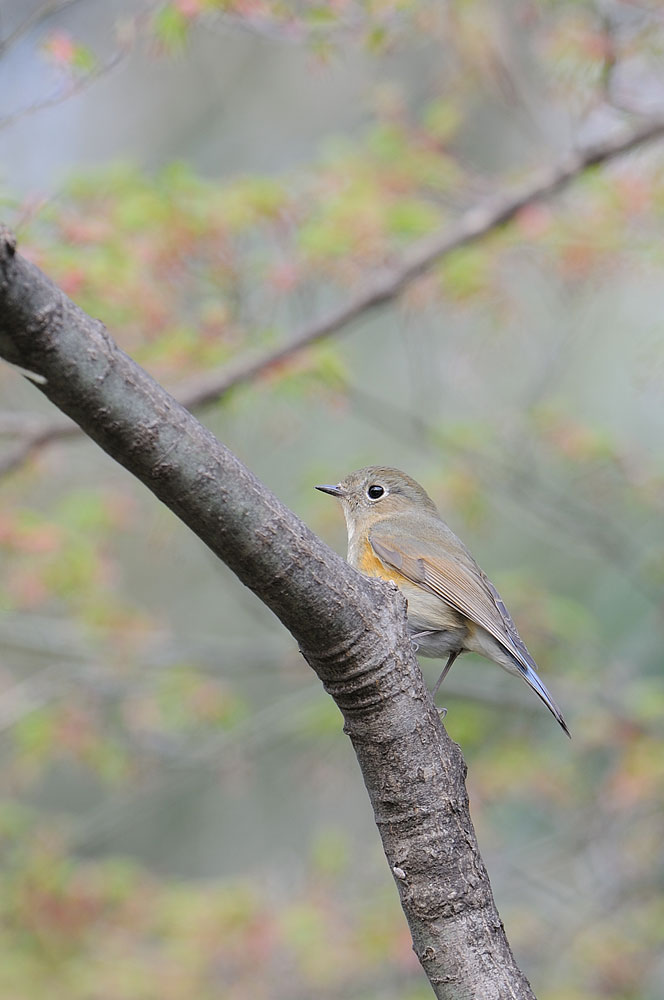 花見鳥撮り_a0035279_2059762.jpg