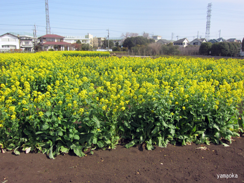 八田木枯全句集。 : ふらんす堂編集日記 By YAMAOKA Kimiko