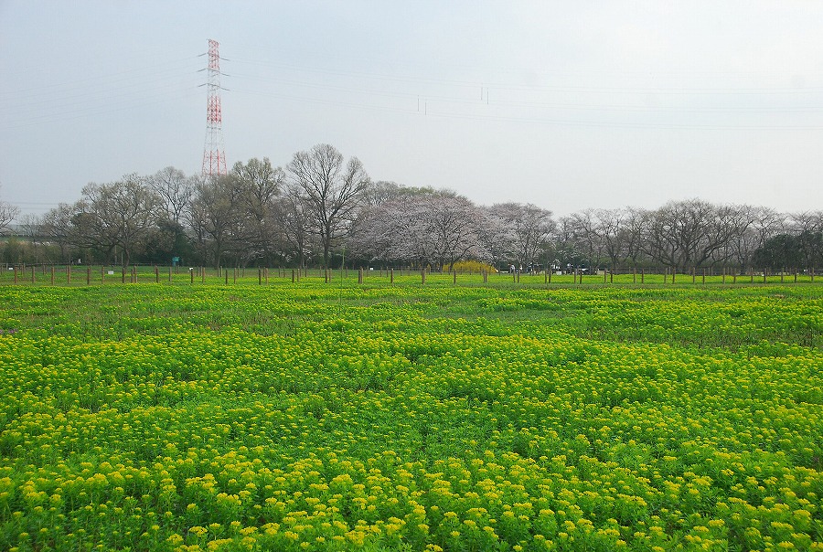 c0187781_03230.jpg