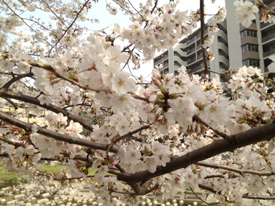 桜_b0016583_23144071.jpg