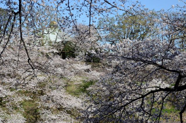 千鳥ヶ淵の桜　２０１３_c0188784_12401434.jpg