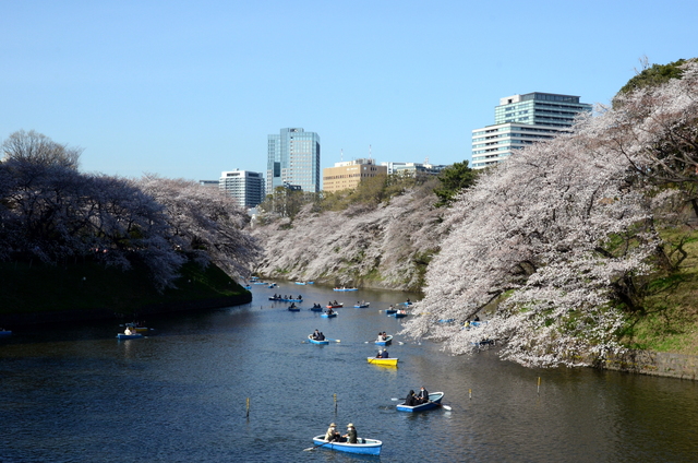 千鳥ヶ淵の桜　２０１３_c0188784_12484914.jpg